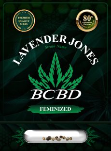 Lavender Jones Strain Feminized Marijuana Seeds