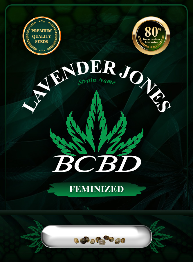 Lavender Jones Strain Feminized Marijuana Seeds