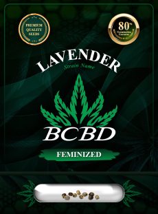Lavender Strain Feminized
