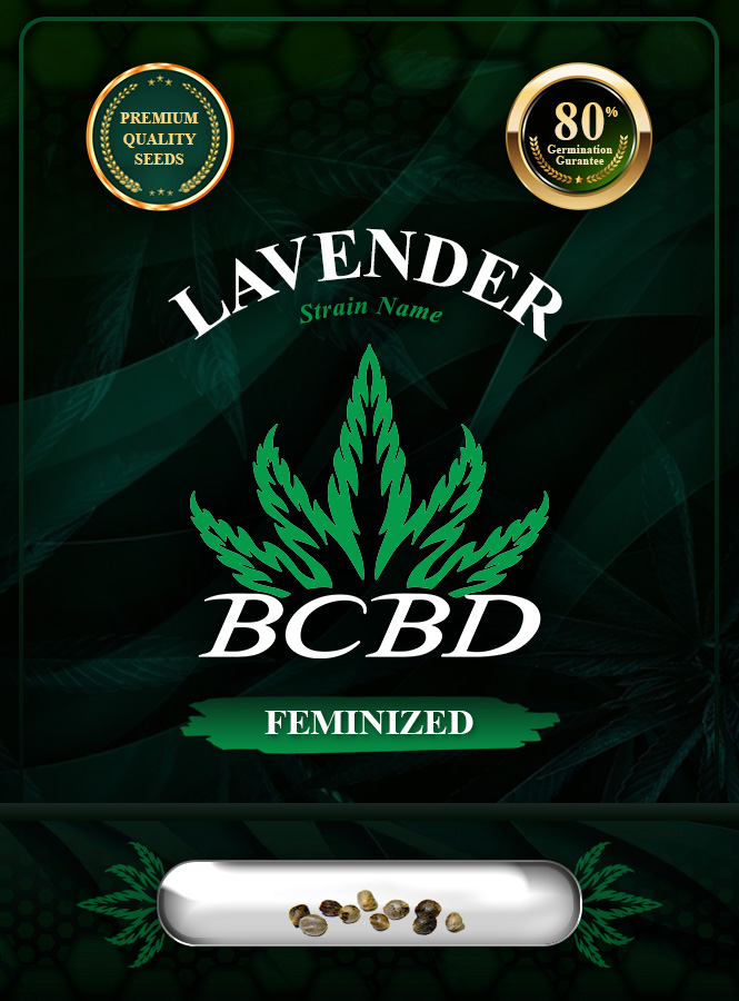Lavender Strain Feminized Marijuana Seeds