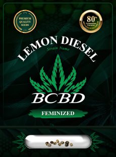 Lemon Diesel Strain Feminized