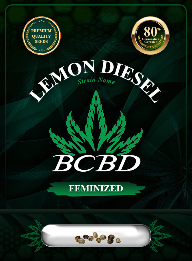 Lemon Diesel Strain Feminized Marijuana Seeds