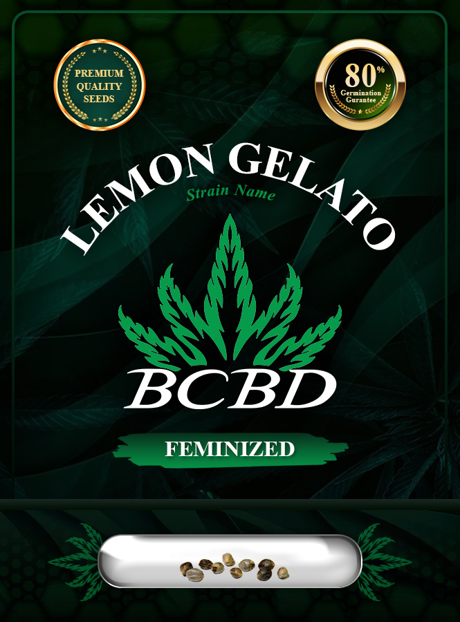 Lemon Gelato Strain Feminized Marijuana Seeds