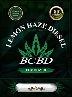Lemon Haze Diesel Feminized