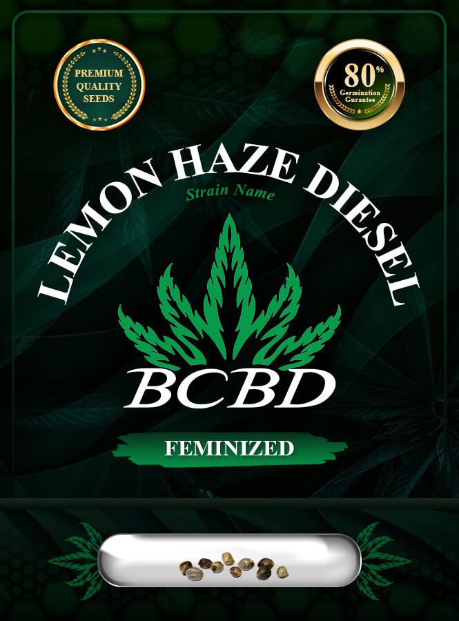 Lemon Haze Diesel Feminized Marijuana Seeds