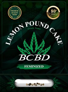 Lemon Pound Cake Strain Feminized