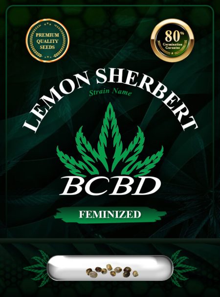 Lemon Sherbert Strain Feminized
