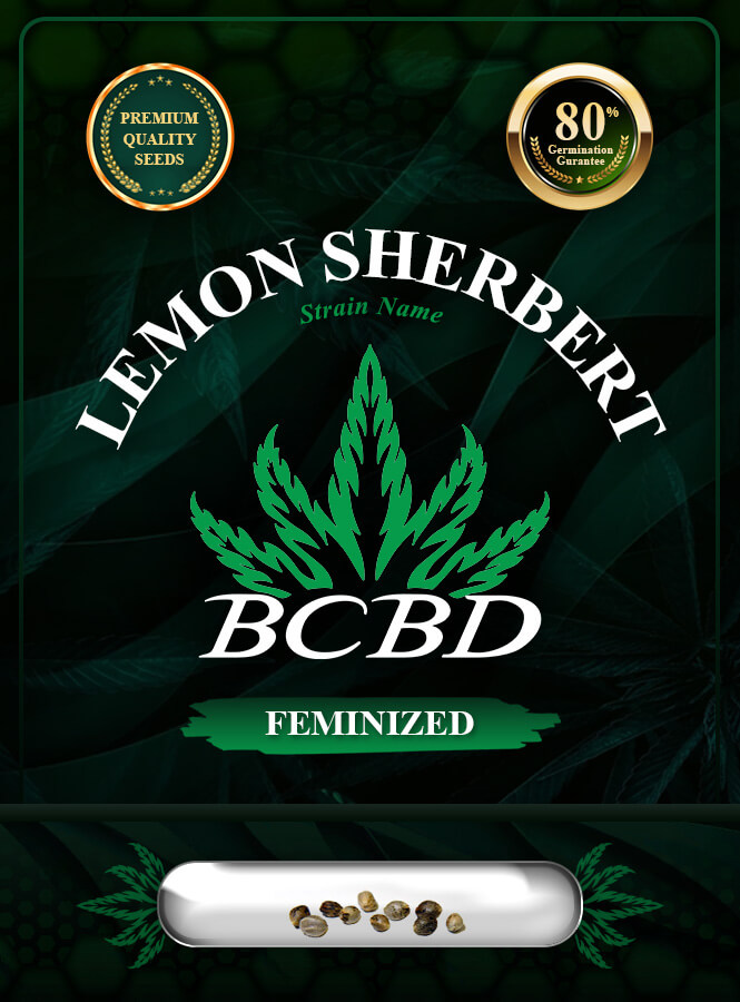 Lemon Sherbert Strain Feminized Marijuana Seeds