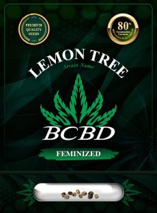 Lemon Tree Strain Feminized