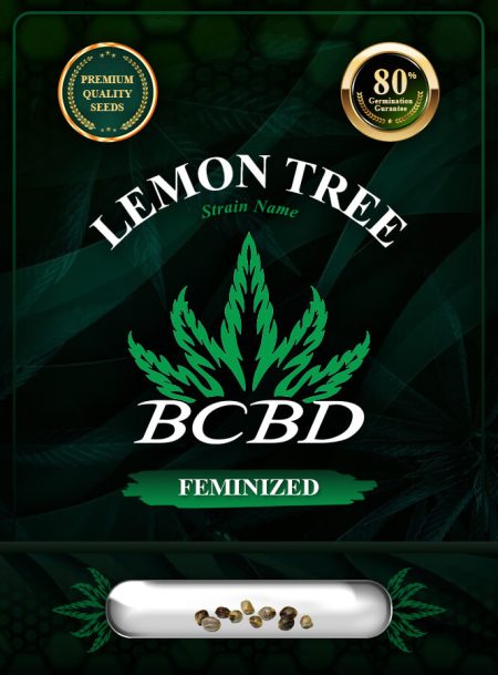 Lemon Tree Strain Feminized