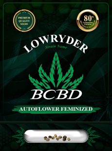 Lowryder Strain Autoflowering