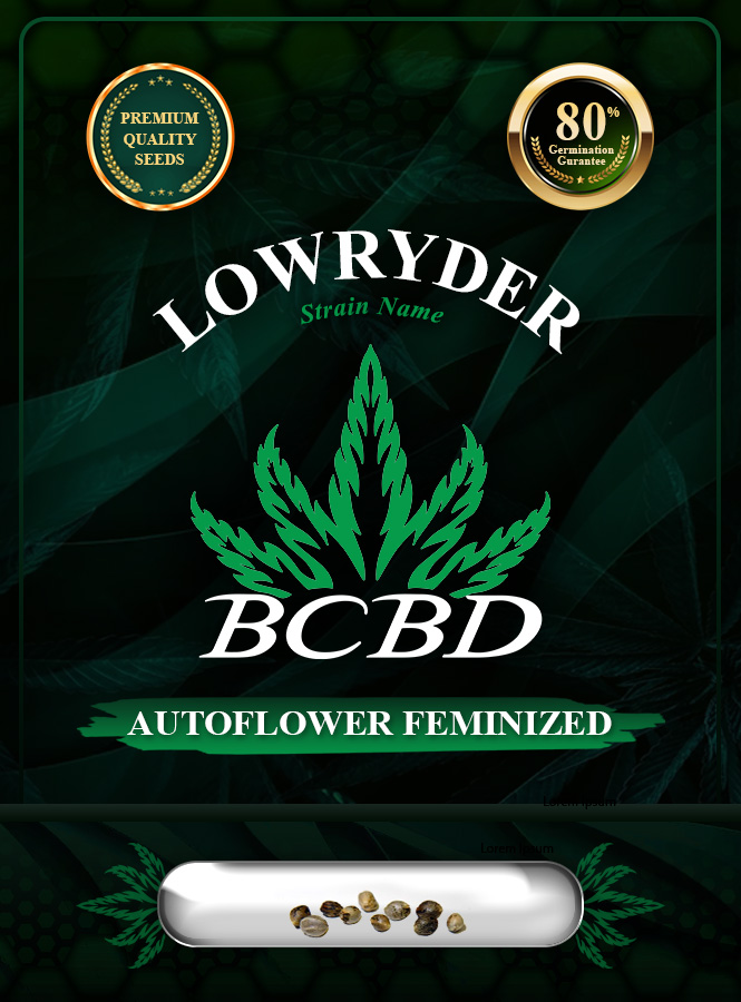 Lowryder Strain Autoflowering Marijuana Seeds