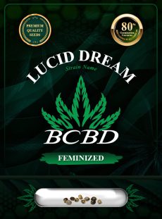 Lucid Dream Strain Feminized