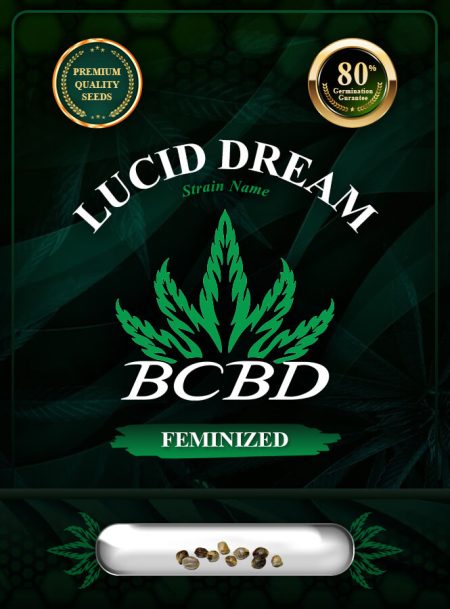 Lucid Dream Strain Feminized