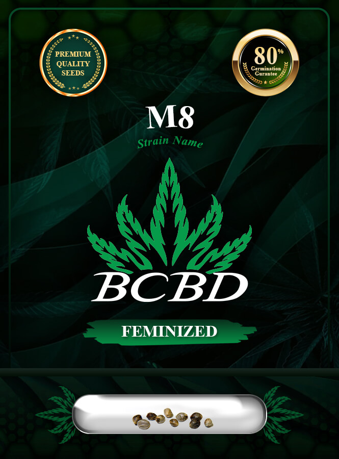 M8 Strain Feminized Marijuana Seeds