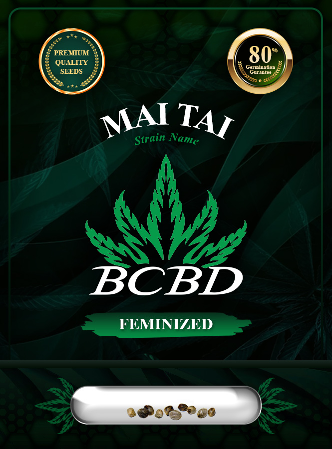 Mai Tai Strain Feminized Marijuana Seeds