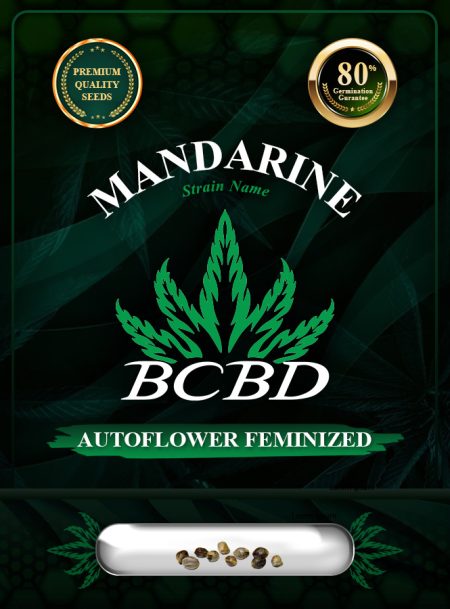 Mandarine Strain Autoflowering