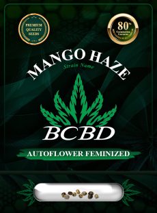 Mango Haze Autoflowering