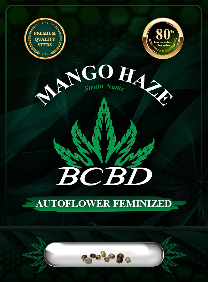 Mango Haze Autoflowering Marijuana Seeds