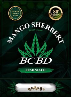 Mango Sherbert Strain Feminized Marijuana Seeds