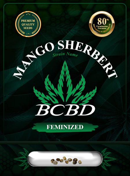 Mango Sherbert Strain Feminized Marijuana Seeds