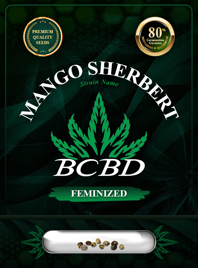Mango Sherbert Strain Feminized Marijuana Seeds