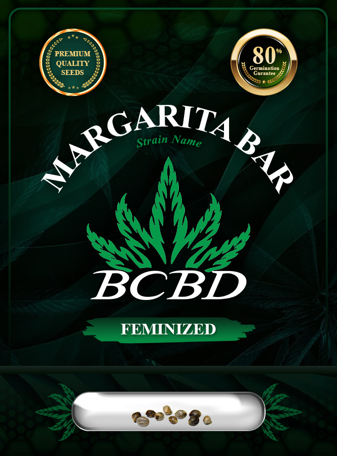Margarita Bar Strain Feminized Marijuana Seeds