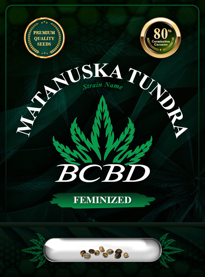 Matanuska Tundra Strain Feminized Marijuana Seeds