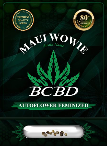 Maui Wowie Strain Autoflowering
