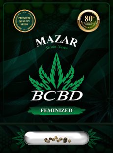Mazar Feminized