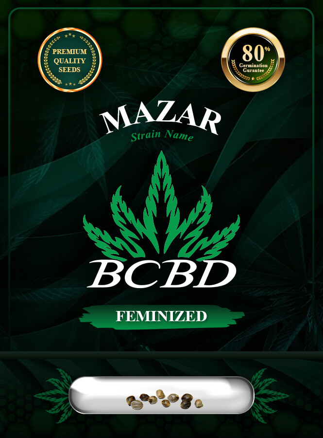 Mazar Feminized Marijuana Seeds