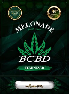Melonade Strain Feminized