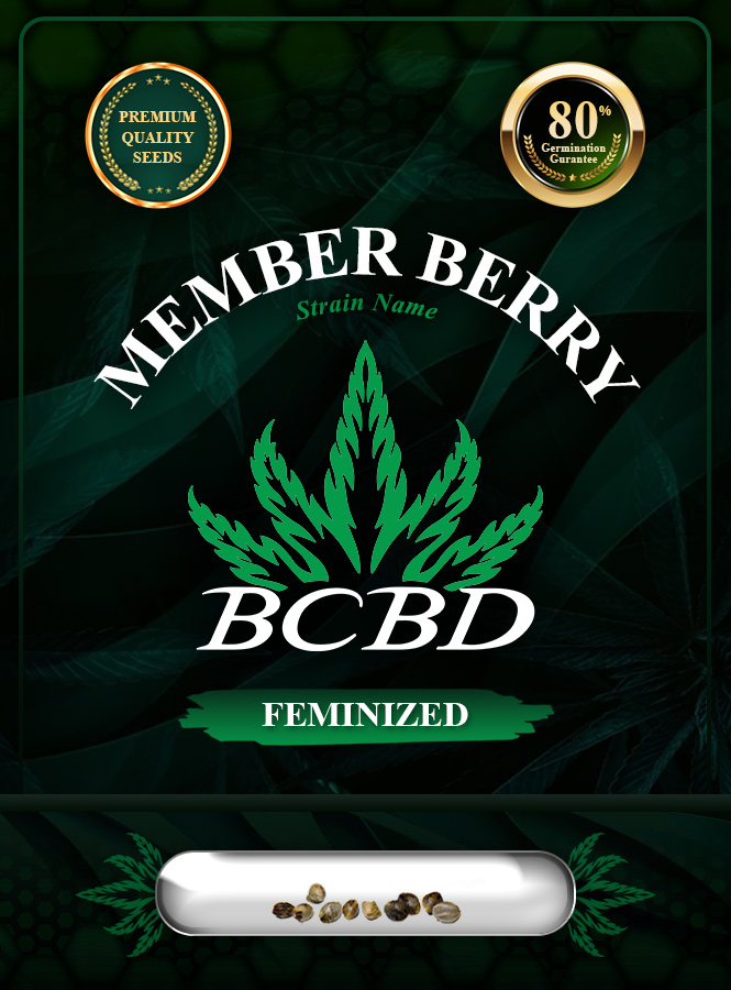 Member Berry Strain Feminized Marijuana Seeds