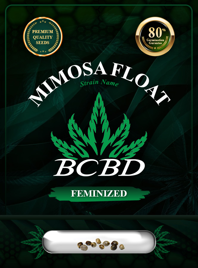 Mimosa Float Strain Feminized Marijuana Seeds