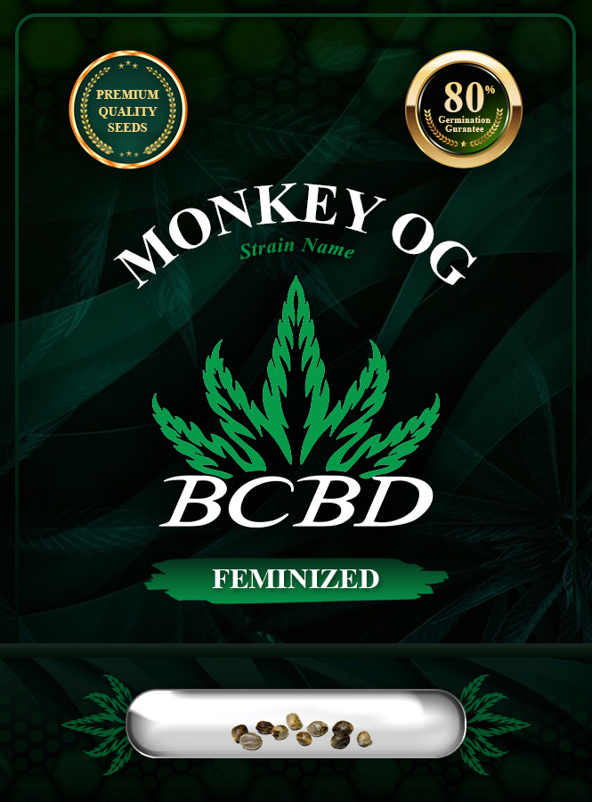Monkey OG Strain Feminized Marijuana Seeds