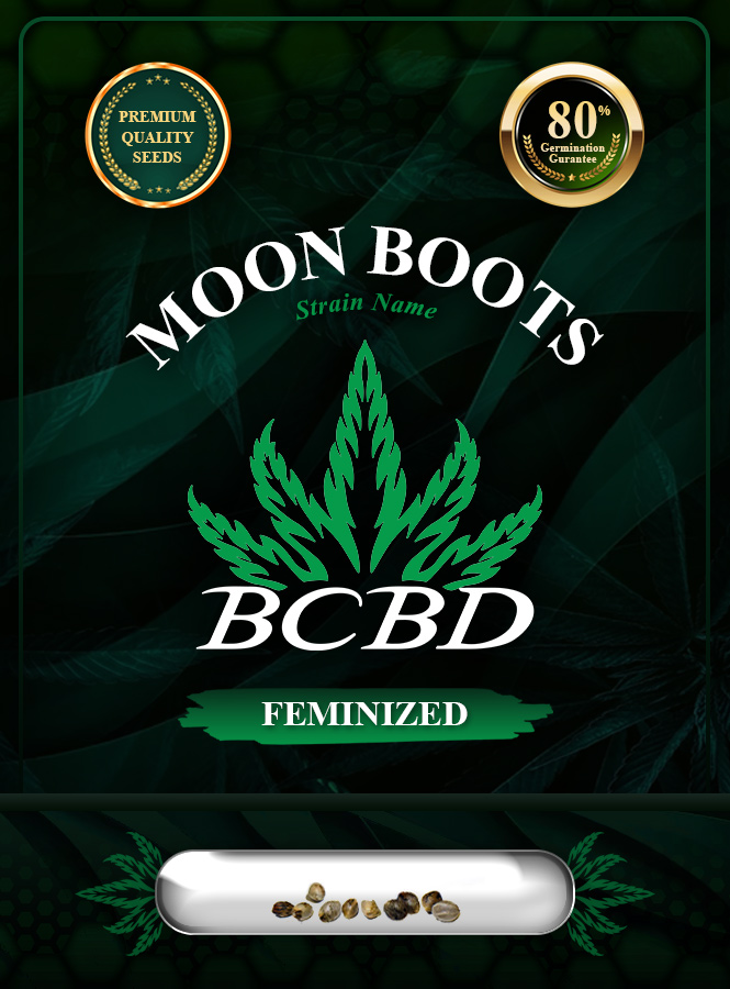 Moon Boots Strain Feminized Marijuana Seeds