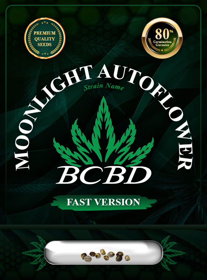 Moonlight Autoflowering Strain Fast Version Marijuana Seeds