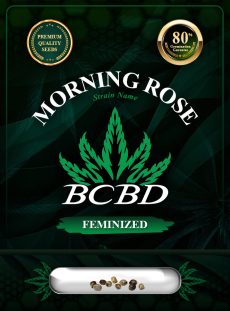 Morning Rose Strain Feminized