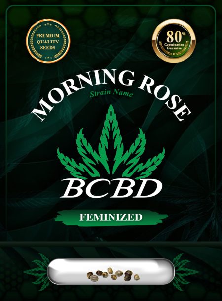 Morning Rose Strain Feminized