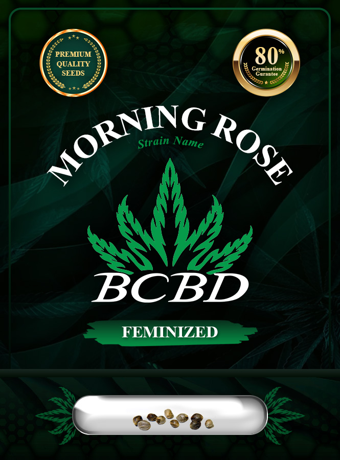 Morning Rose Strain Feminized Marijuana Seeds