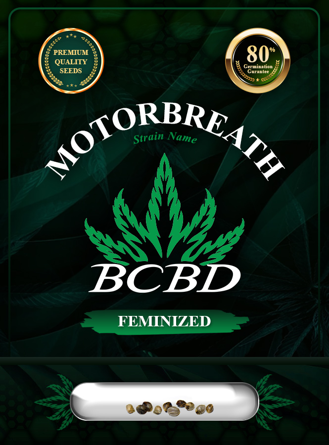 Motorbreath Strain Feminized Marijuana Seeds