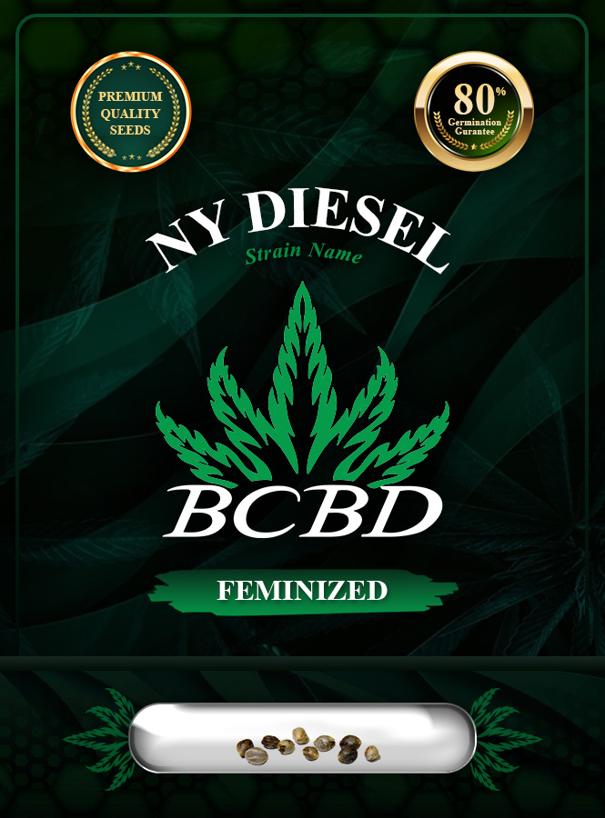 NY Diesel Strain Feminized Marijuana Seeds