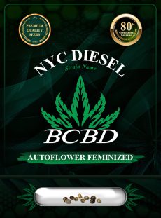 NYC Diesel Strain Autoflowering