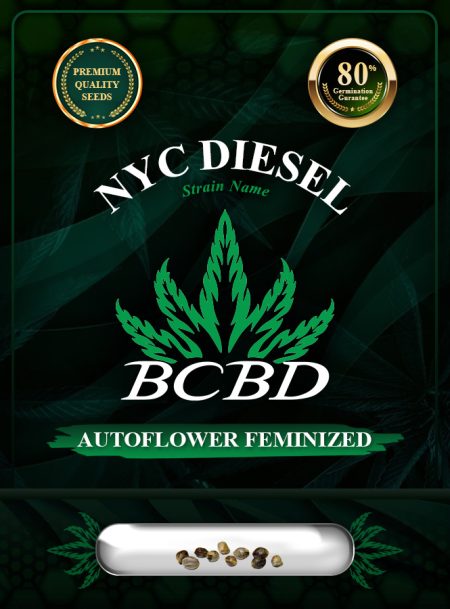 NYC Diesel Strain Autoflowering