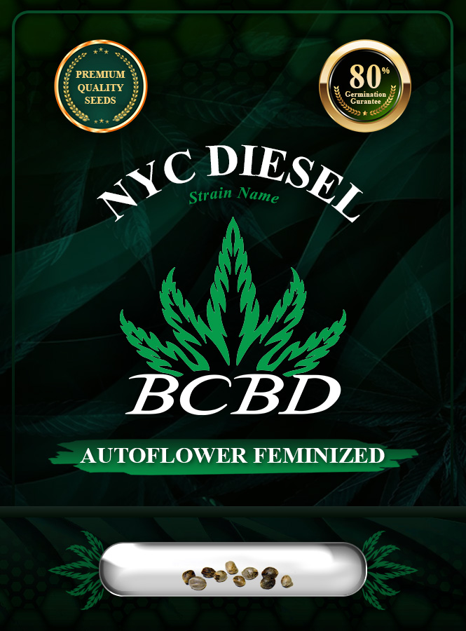 NYC Diesel Strain Autoflowering Marijuana Seeds