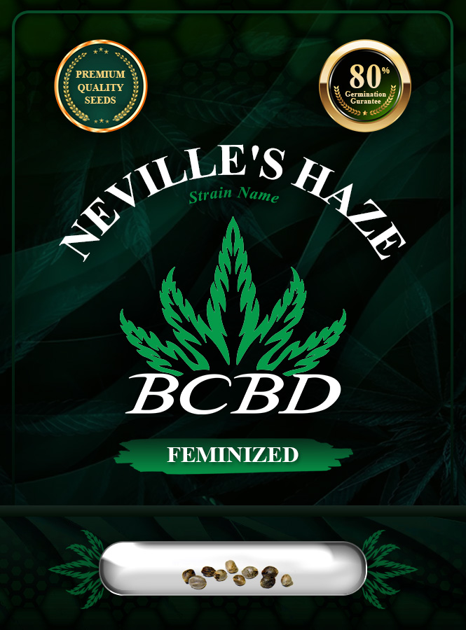 Neville’s Haze Feminized Marijuana Seeds