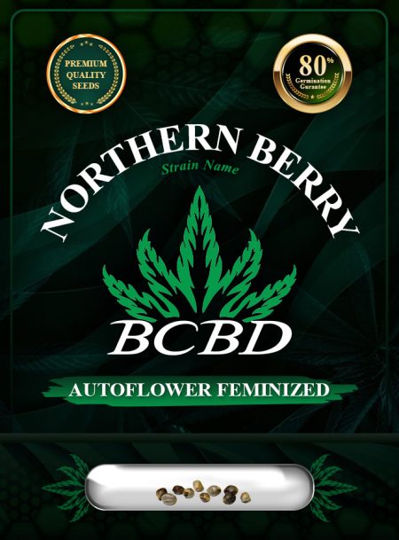 Northern Berry Strain Autoflowering