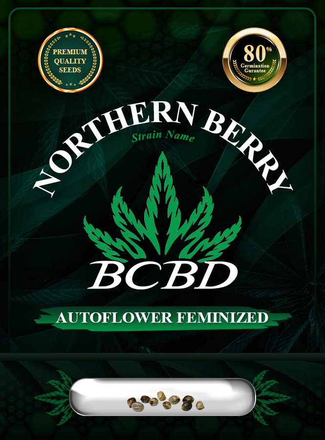 Northern Berry Strain Autoflowering Marijuana Seeds