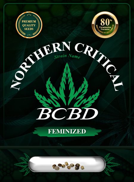 Northern Critical Strain Feminized