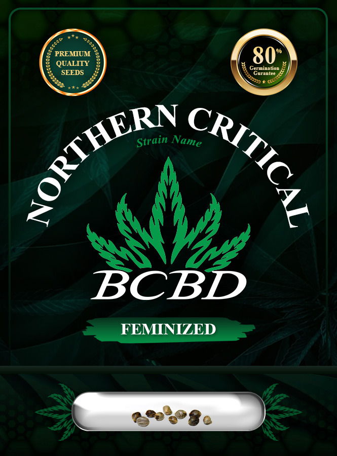Northern Critical Strain Feminized Marijuana Seeds